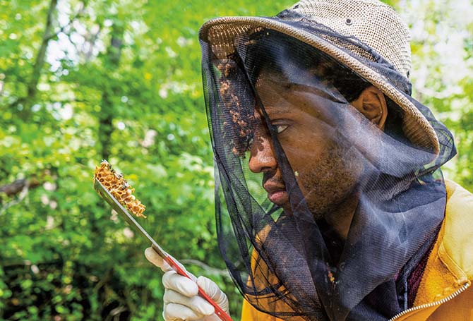 A beekeeper observing honeycomb